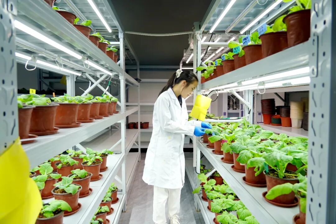 港北區 循環產業鏈賦能，打造有機無機‘糖蜜肥’生物有機肥新篇章